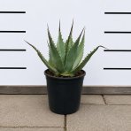 Agáva (Agave parryi) ´PARRYI ´ - výška 10-20 cm,  ⌀ 20-30 cm, kont. C3L (-20°C)